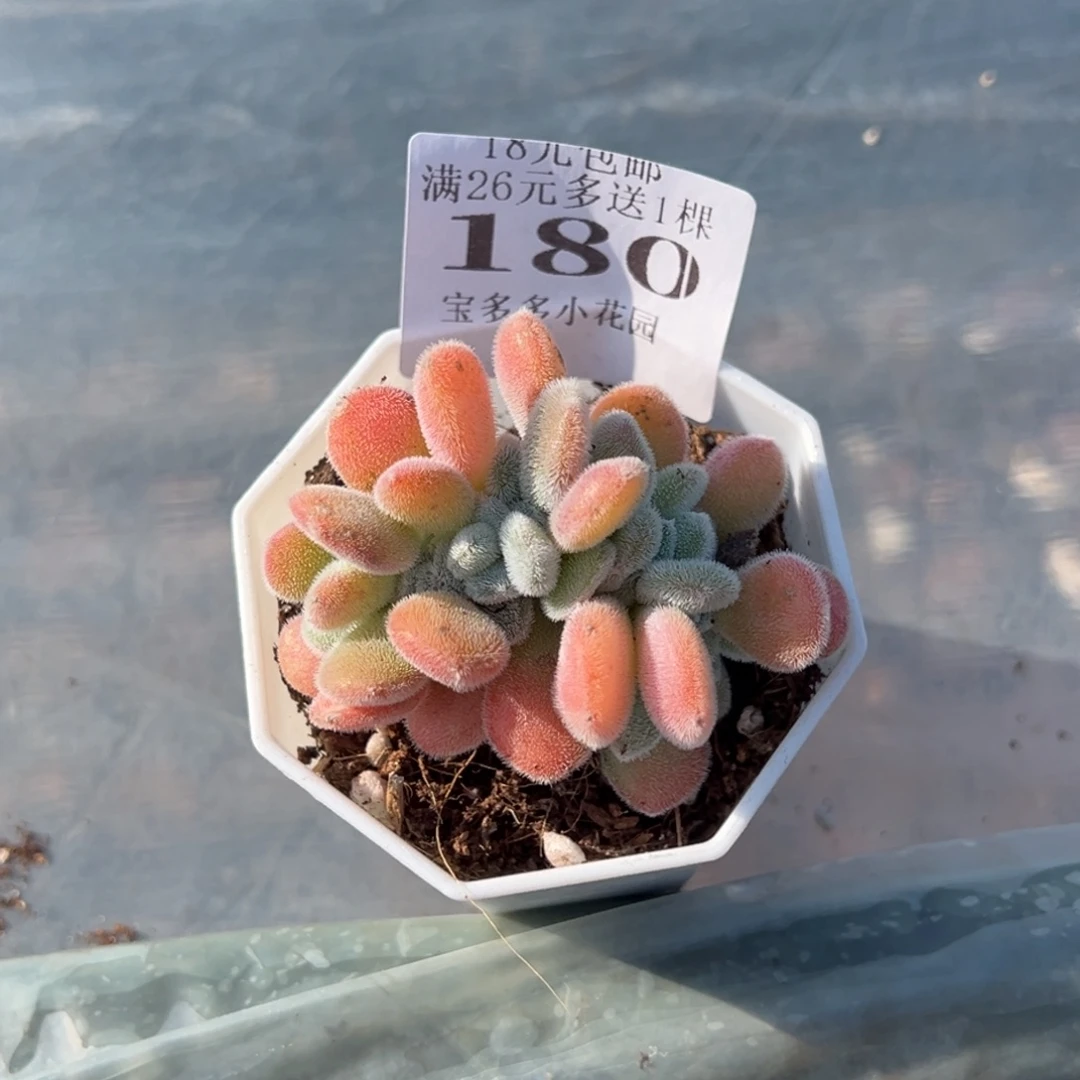 肉***肉雪晃星缀化叶片微瑕疵一颗量拍多肉满18元包邮下午发货