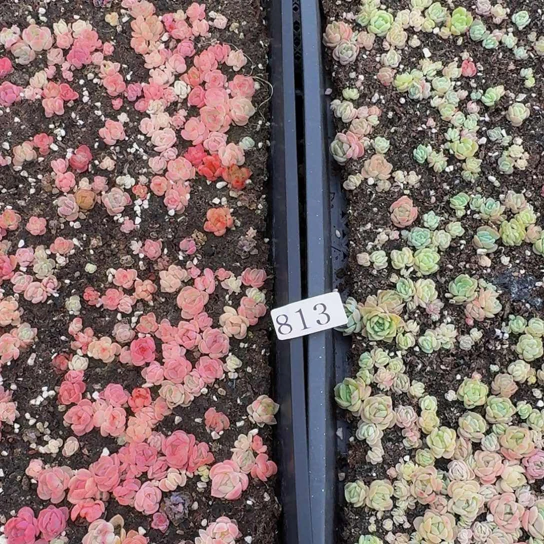 开*多肉植物多肉植物813