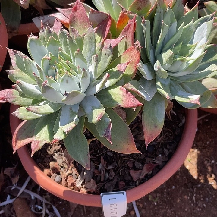 尘仙女杯多头老桩10481