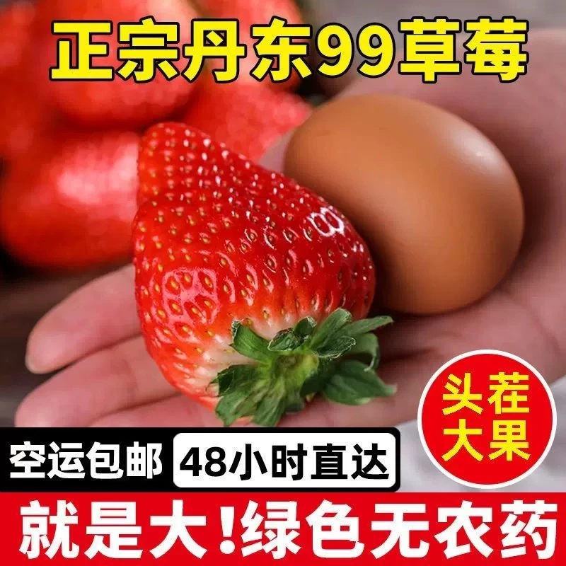 丹东草莓新鲜水果应季红颜99草莓九九牛奶奶油大甜草莓久久礼盒