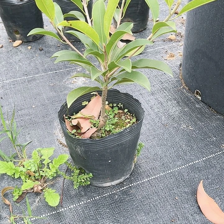 萌*哒234555566655555