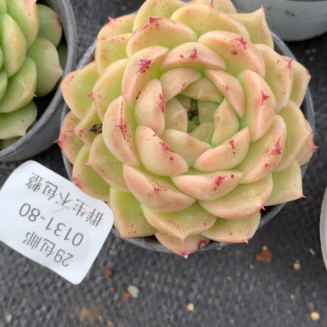 0131-80 麦杆优选