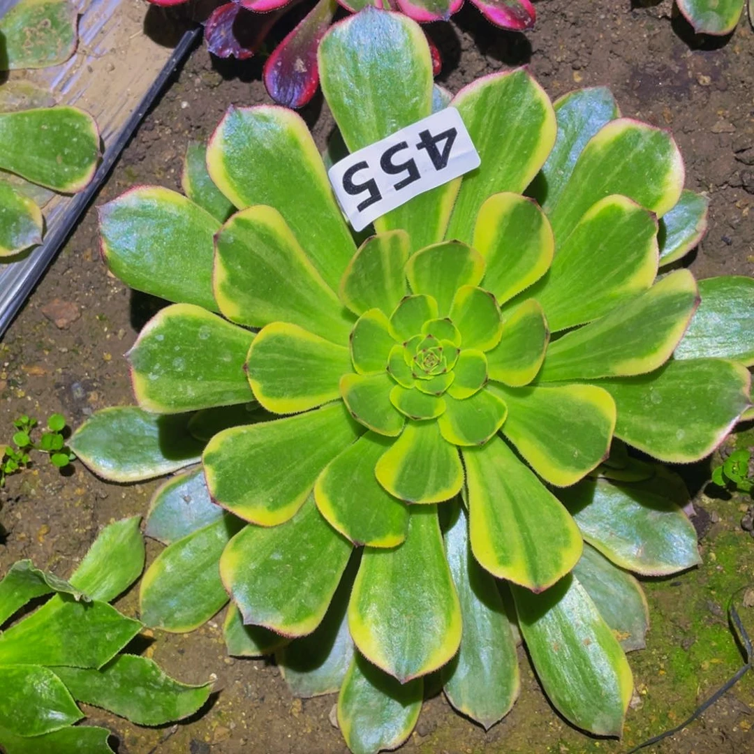 半夏多肉植物多肉455