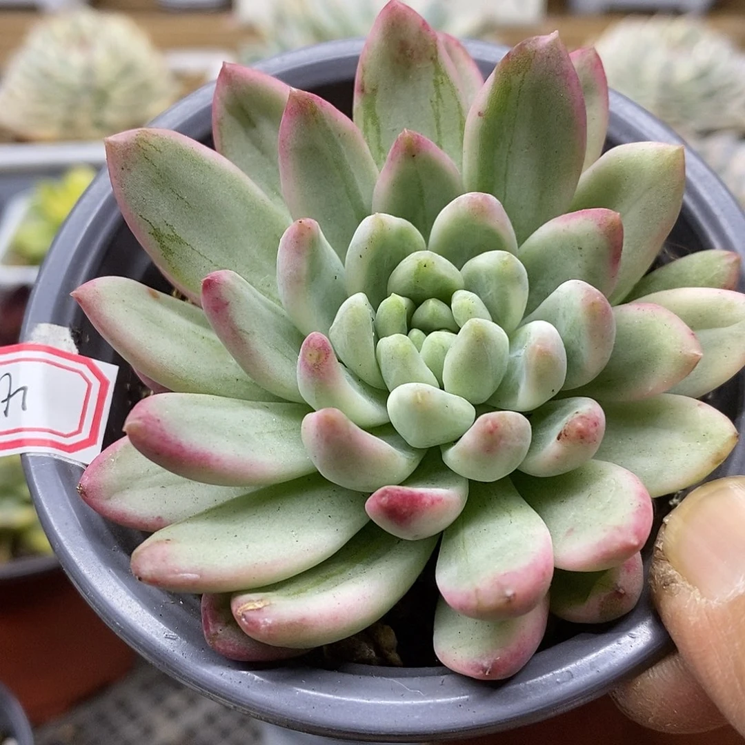 0940 冰心公主绿拉丝锦