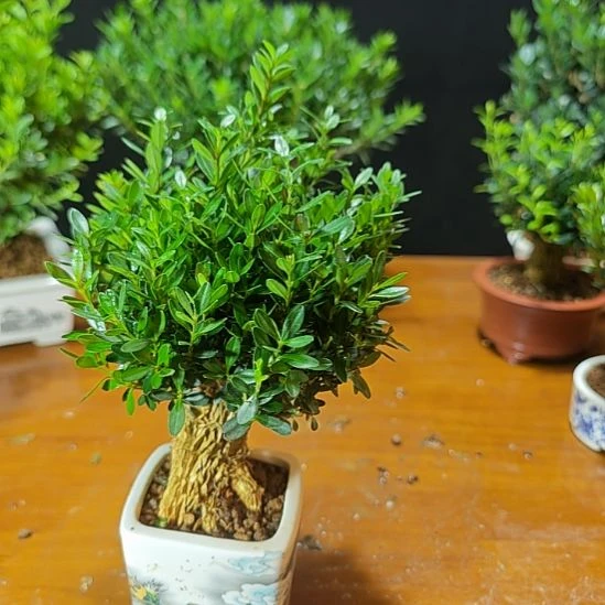 8***6无花朵亭江黄杨盆景一颗包邮