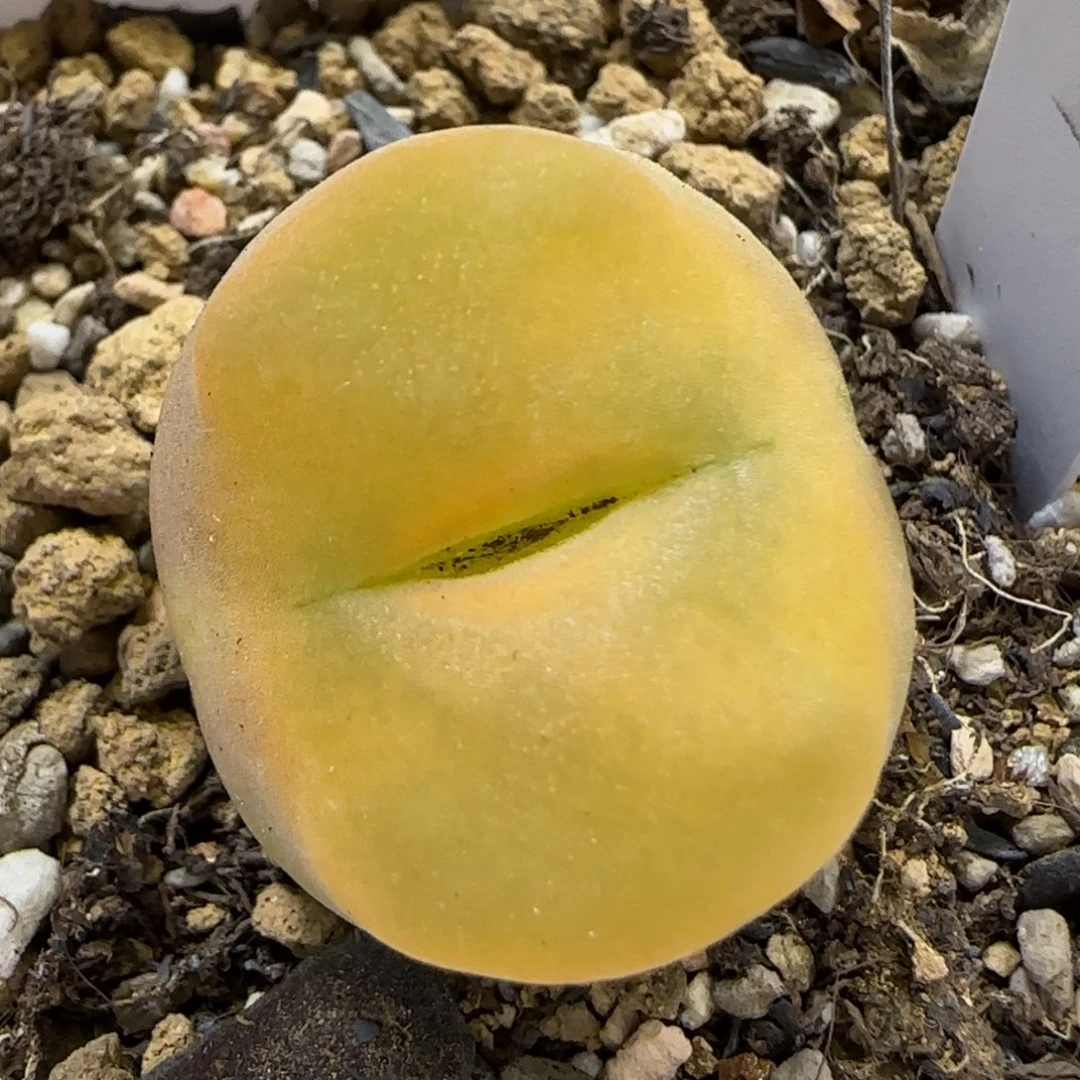 9.27。  蟠桃福利。 2004