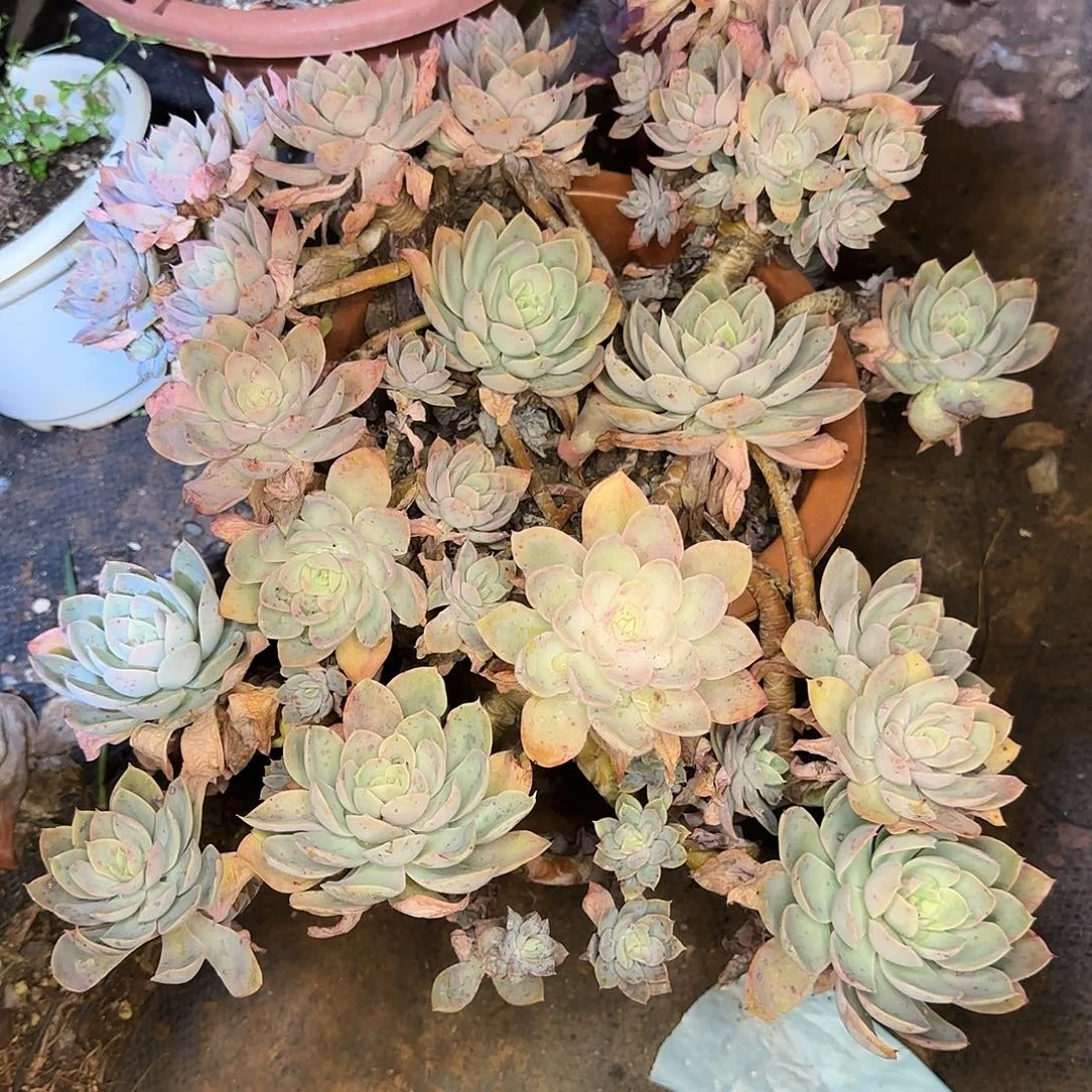 多肉植物老庄丝绸227