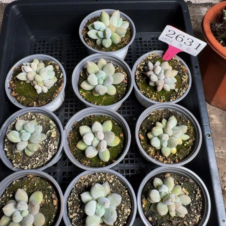 2631多肉植物一物一拍