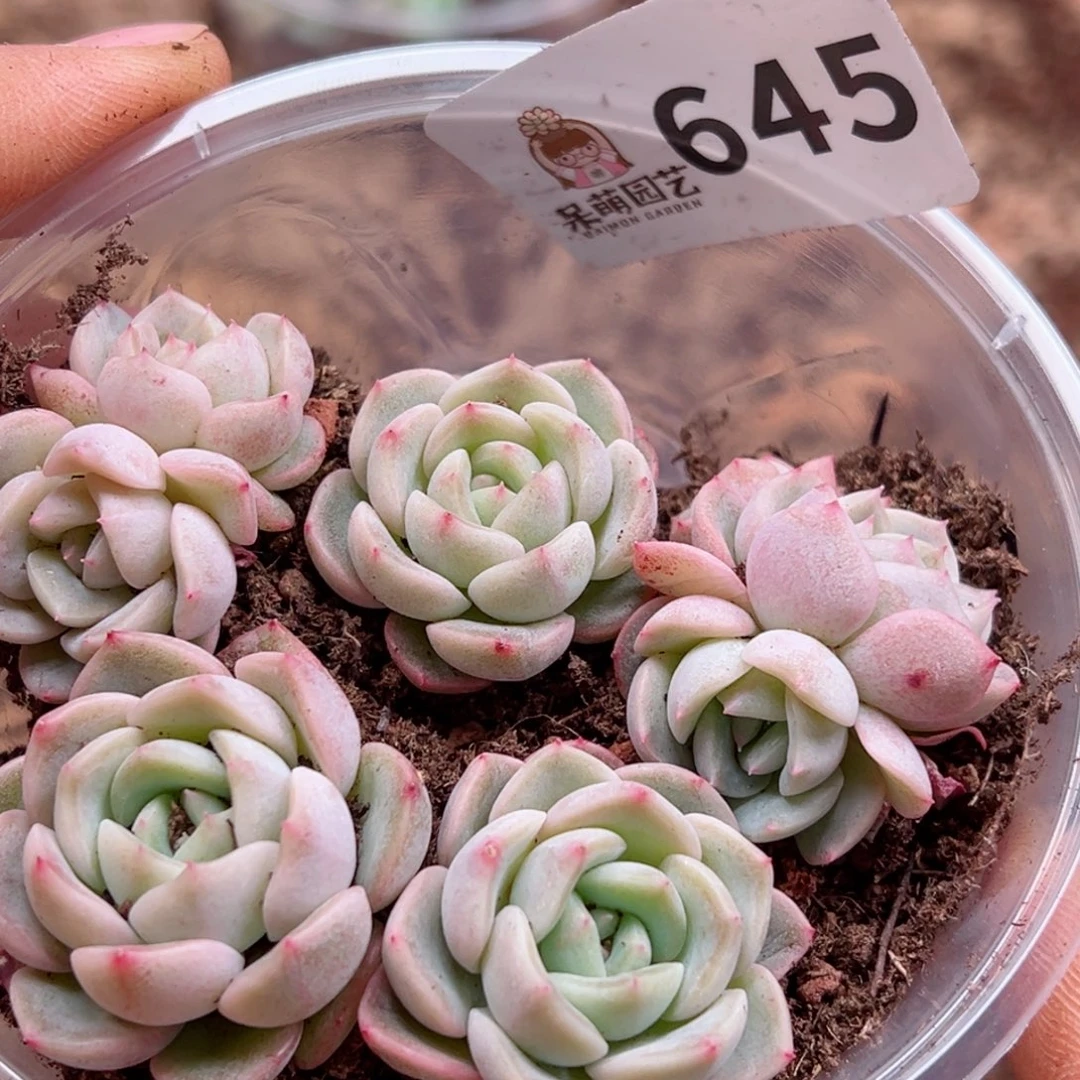 多肉植物多肉植物