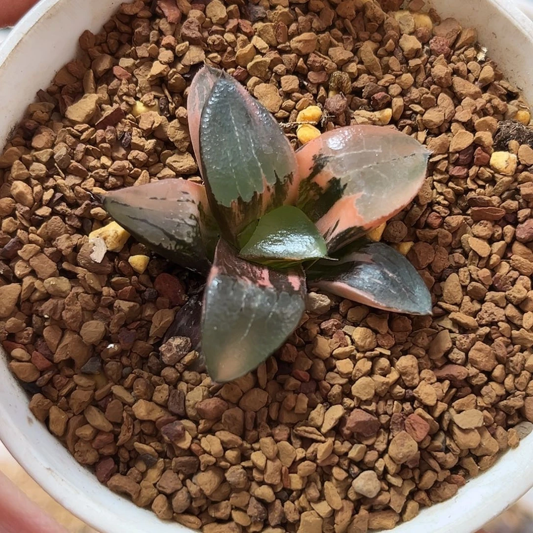 9龙禧克锦一物一图