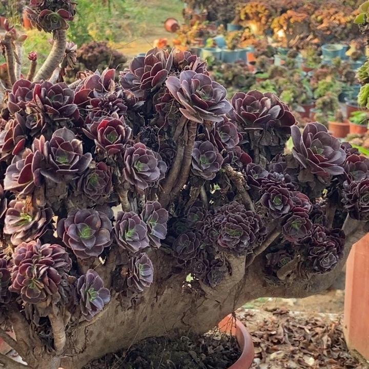 桃***艳866欧紫缀化缀化老桩老桩