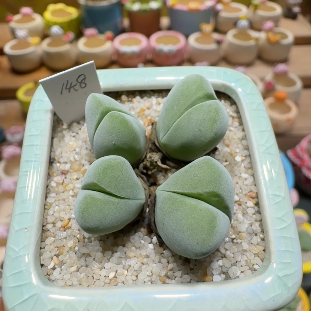 蘑菇1297无比玉多肉植物