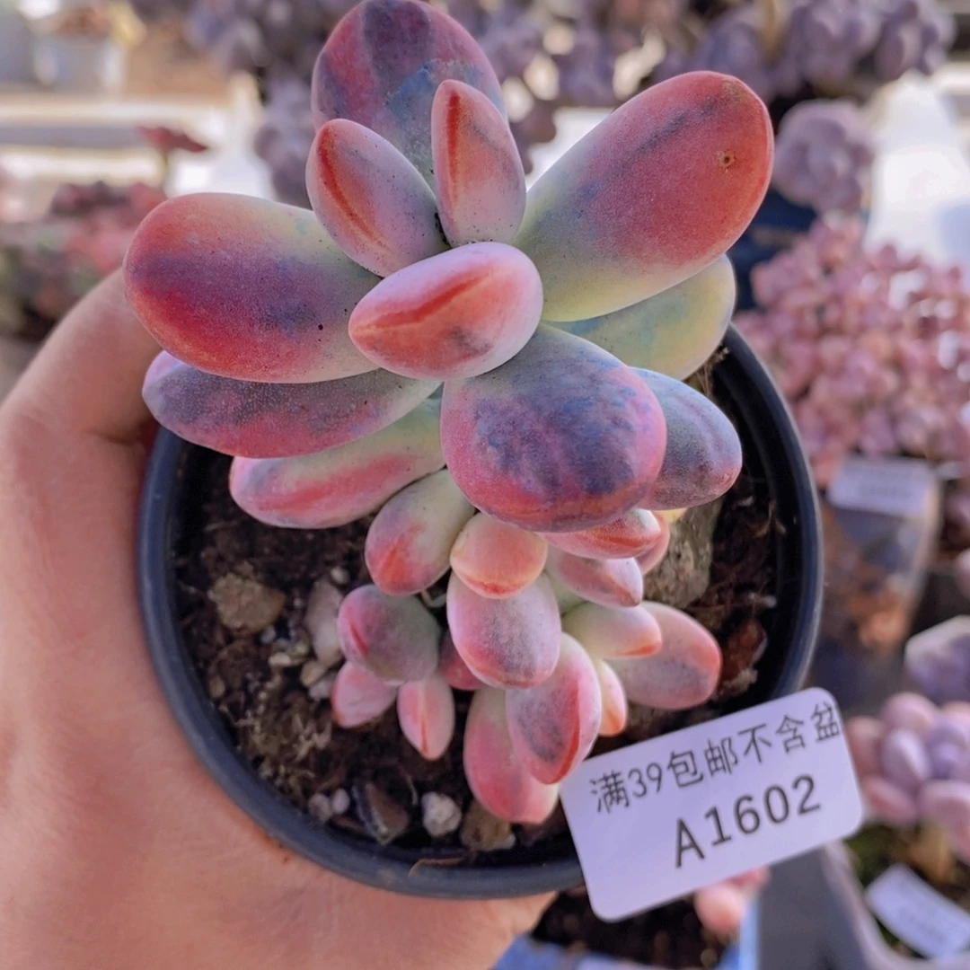 乒乓福娘锦5cm1602多肉植物