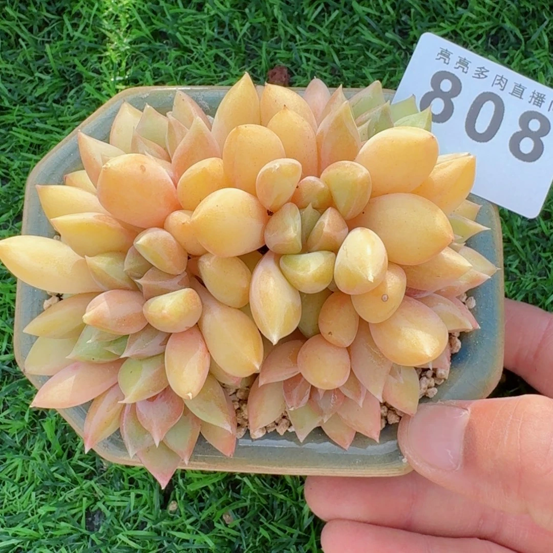 象牙群生整装无砍