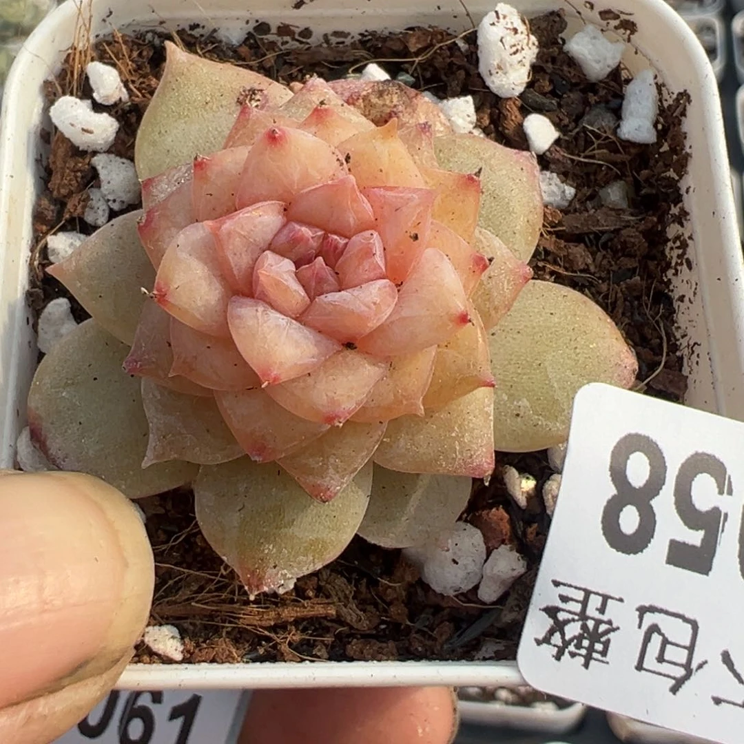 小卡拉米糖心一物一拍20-58