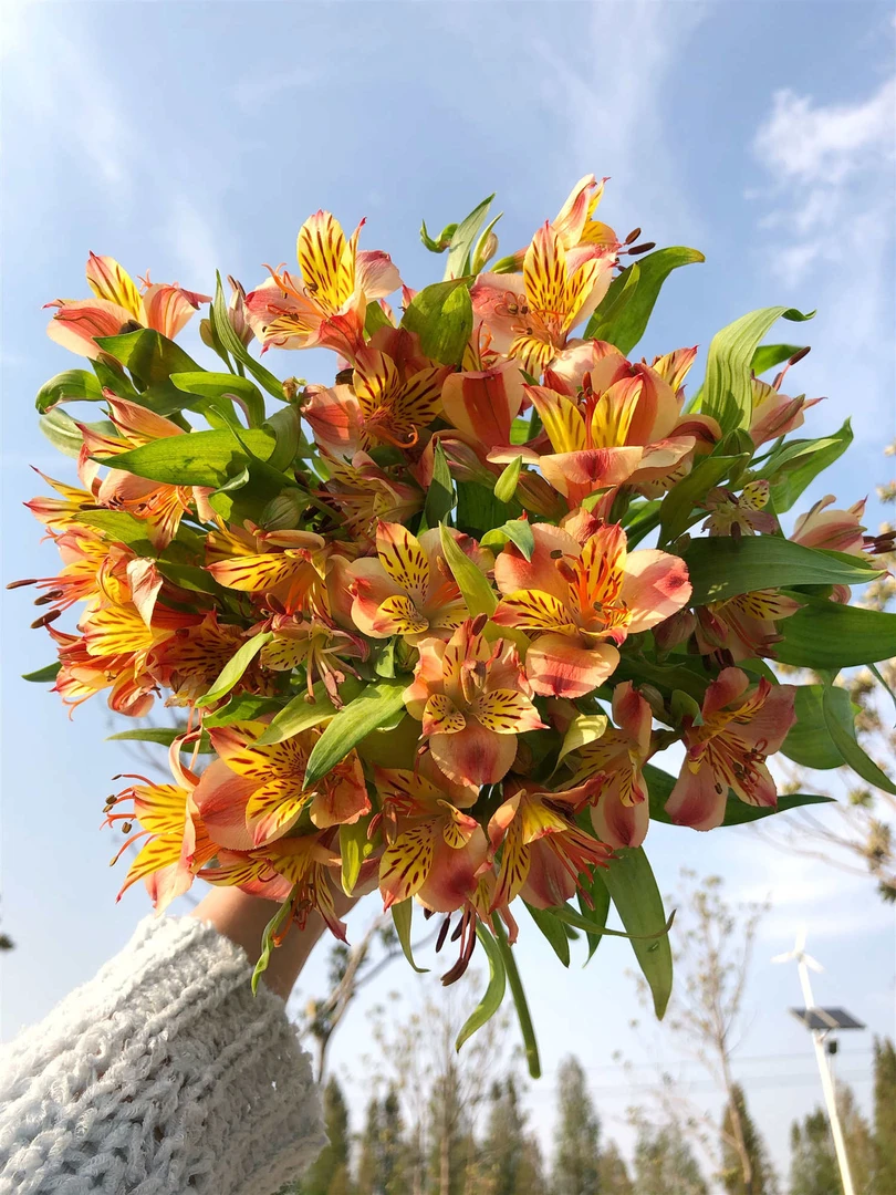 橙色六出花「水仙百合」稀有配花  批发花店