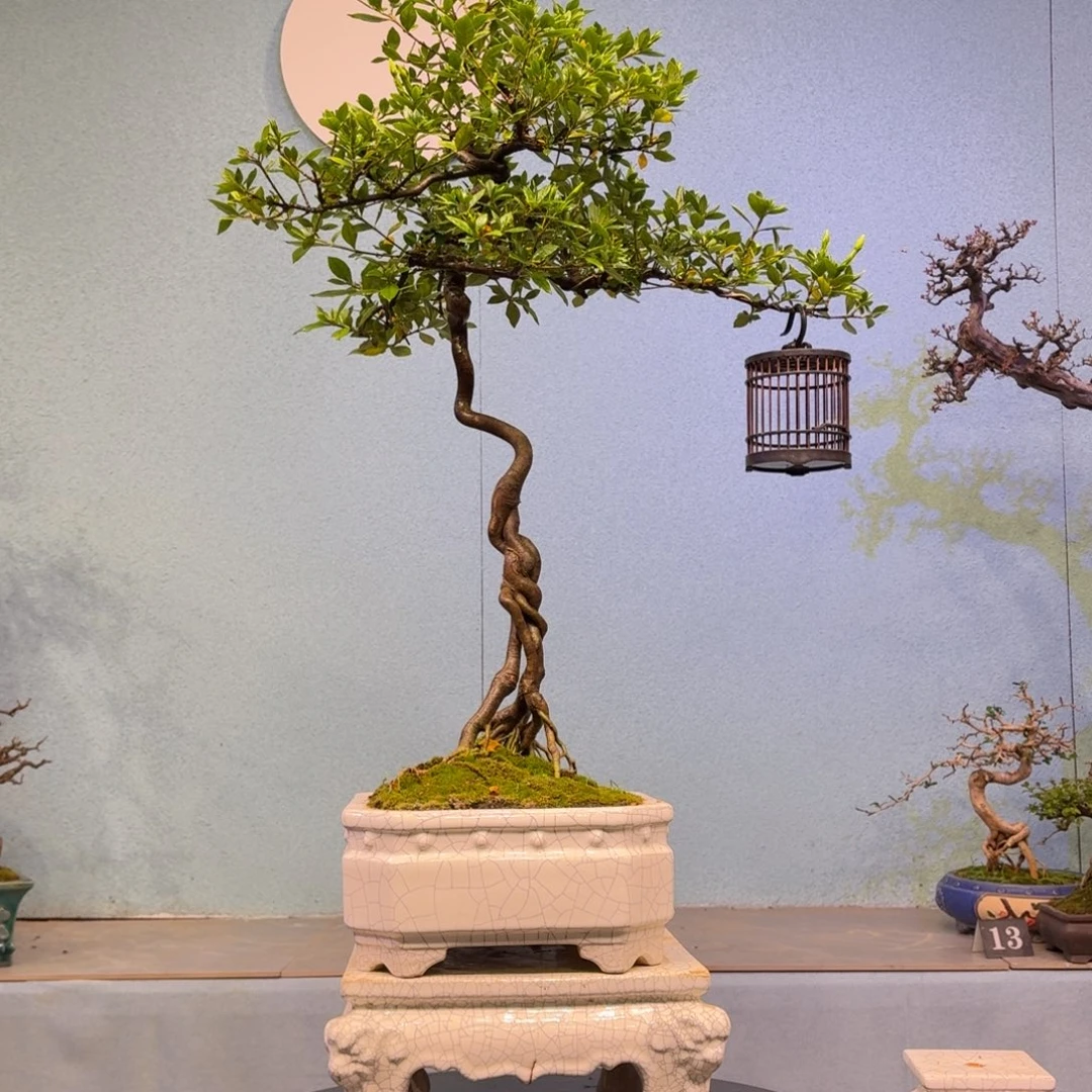 J***0无花朵111111111111