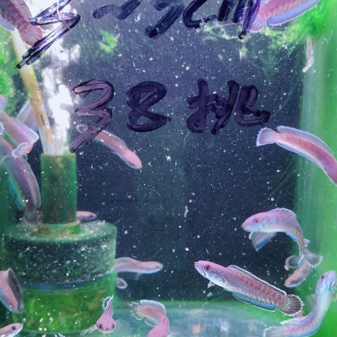 雷龙两条精品奶茶