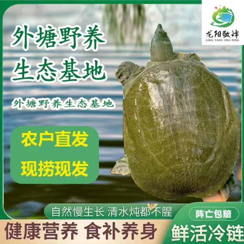 4只（5-4斤）外塘生态甲鱼 青背白底 鲜活发货 包活到家