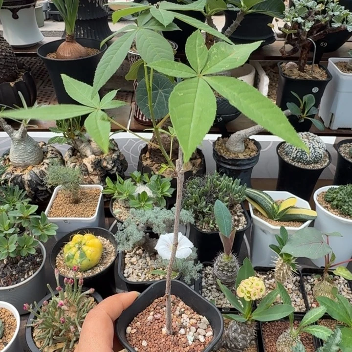 龙甲木棉678 仙人球