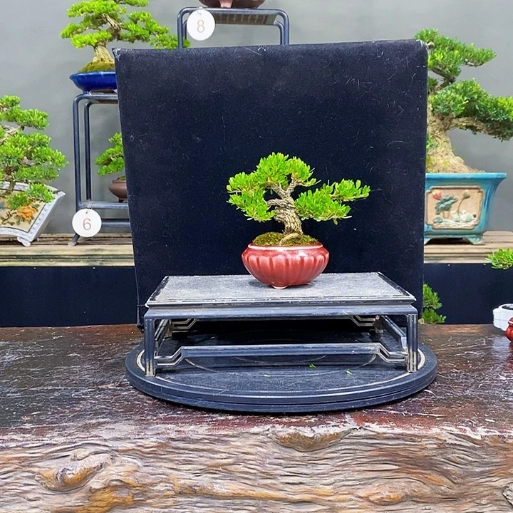 无花朵黄杨盆景四季常青