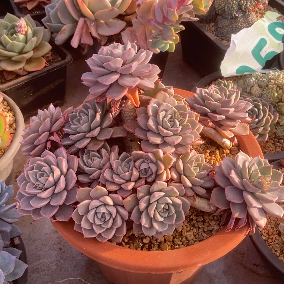 红粉佳人多肉多肉多肉多肉多肉