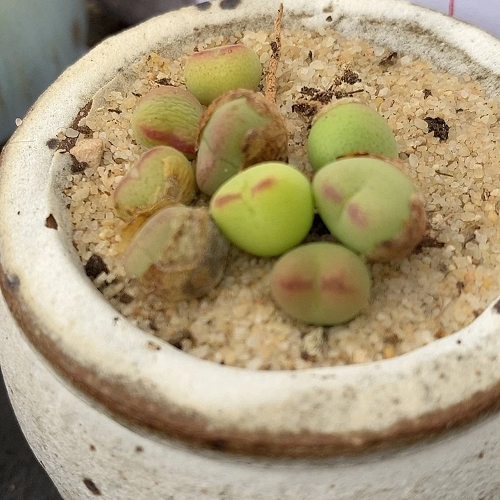 1151桃割娘杂交一颗