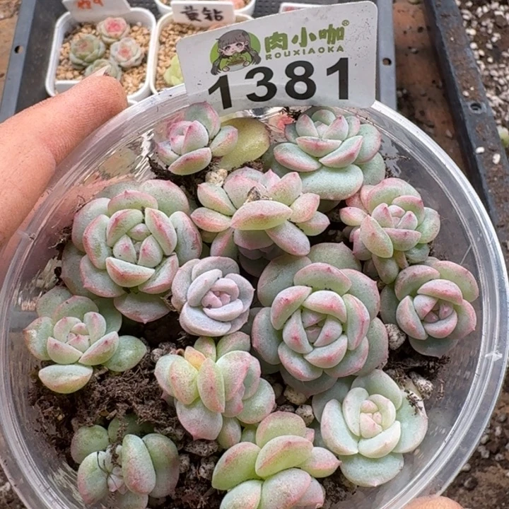 多肉植物多肉植物