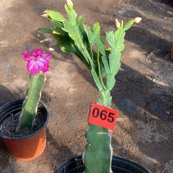 无花朵瑕疵苗柱有疤038，065号新疆不包邮