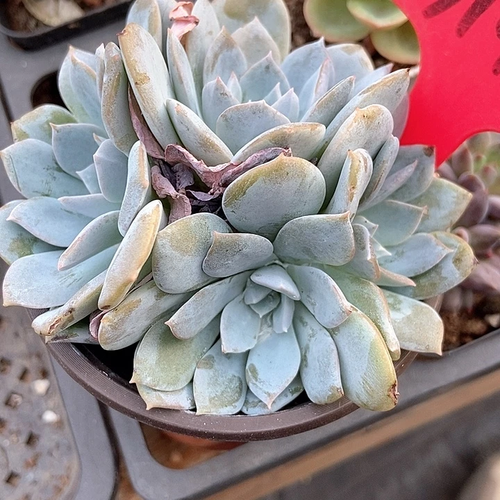 多肉植物白茶群3145