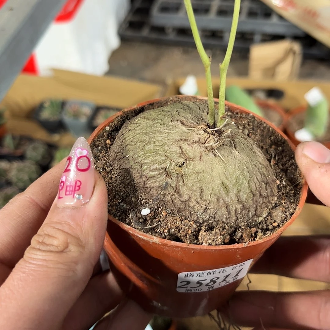 守****?25811一物一拍单头