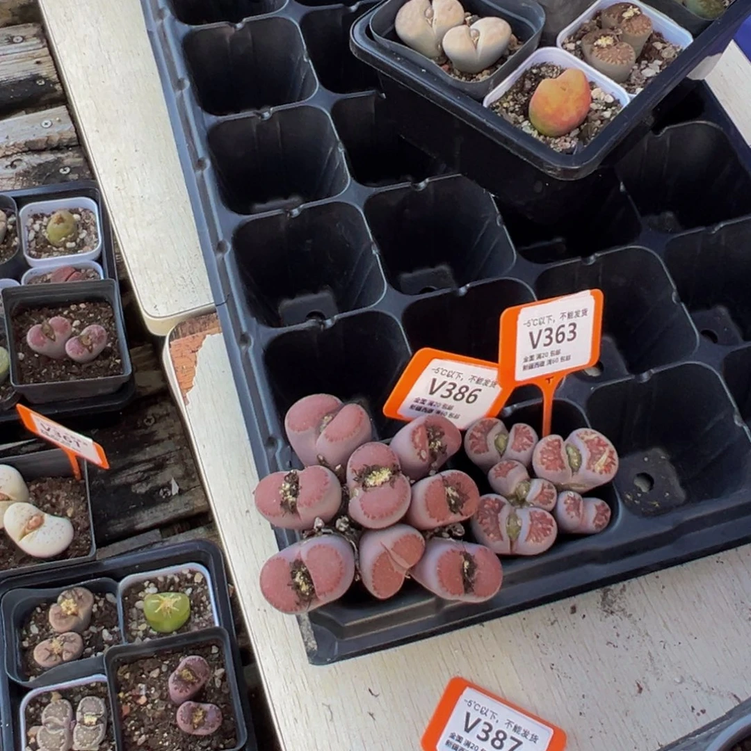 ****璃拍500就可以了1111