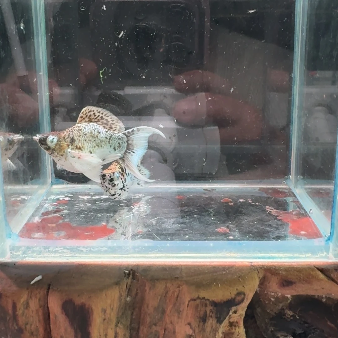 孔雀鱼五彩牛玛丽1对