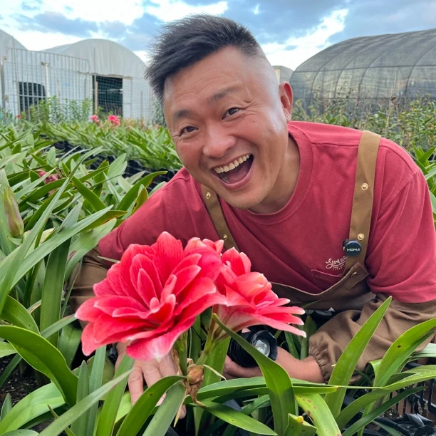 丰哥《双梦自然球直径5+》1颗重瓣朱顶红种球裸球发