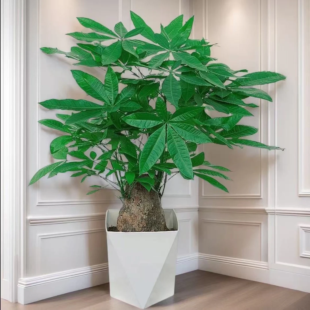 独杆粗杆发财树桩室内小盆栽客厅办公室招财好养活绿植