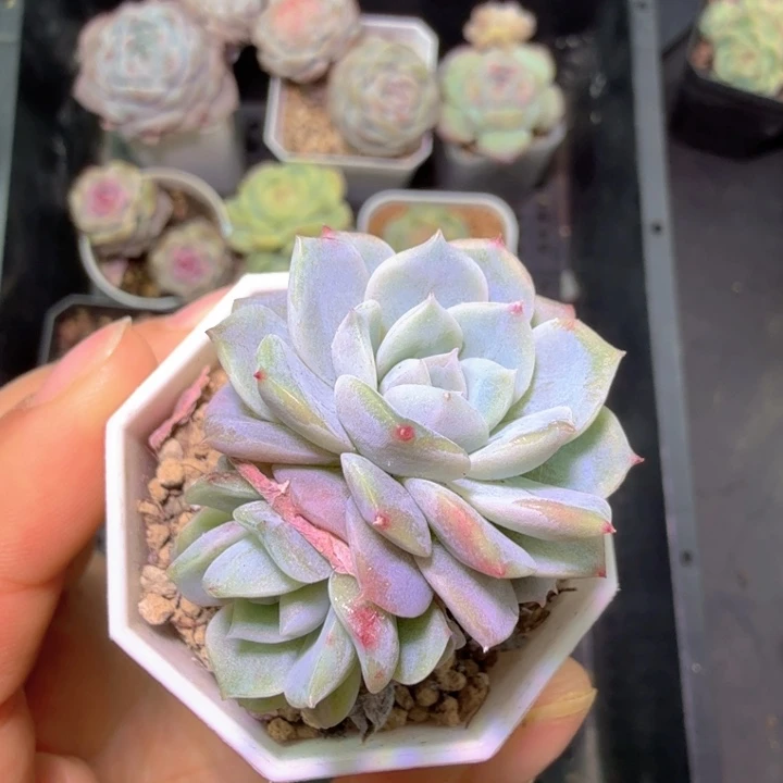 开播福利拉拉不知名