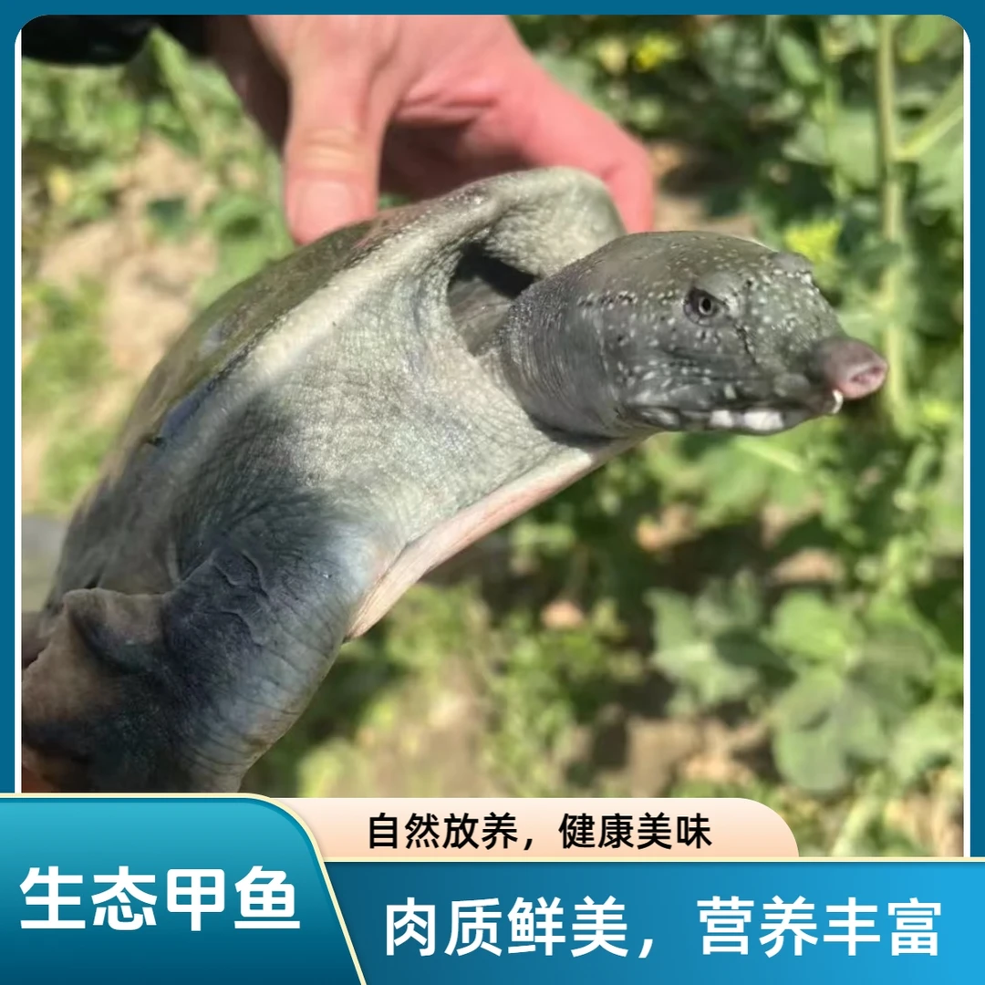 鲜活甲鱼两只4-5斤生猛老鳖鲜活甲鱼顺丰包邮到家