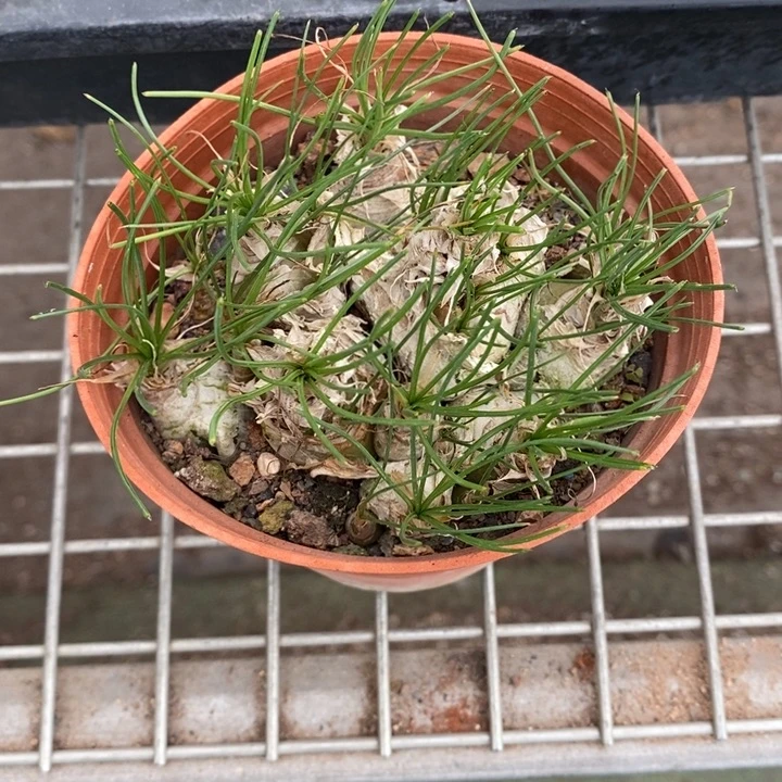 祝*云伯克利和格蕾纳等著名音乐