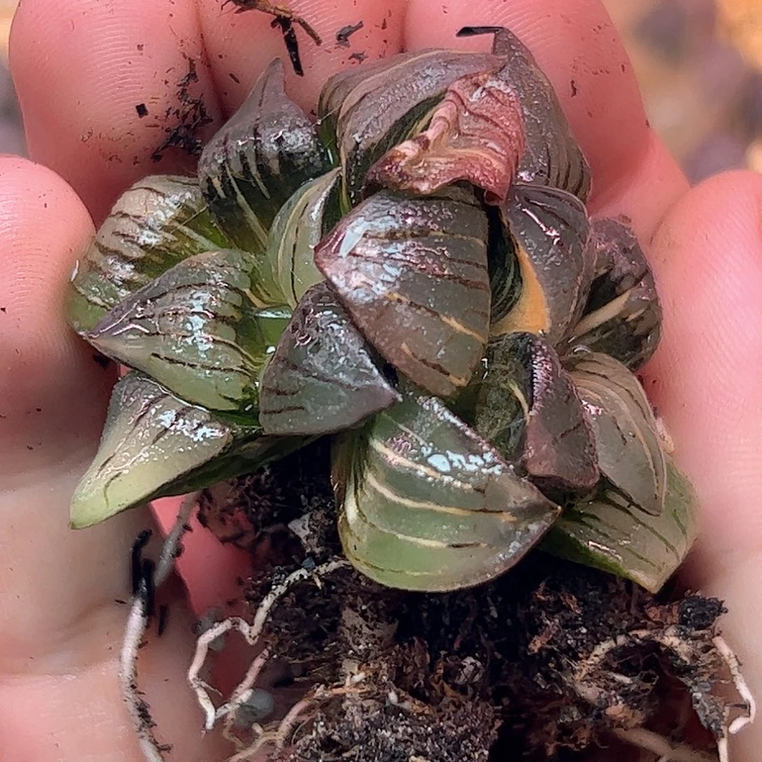 红纹寿锦十二卷多肉