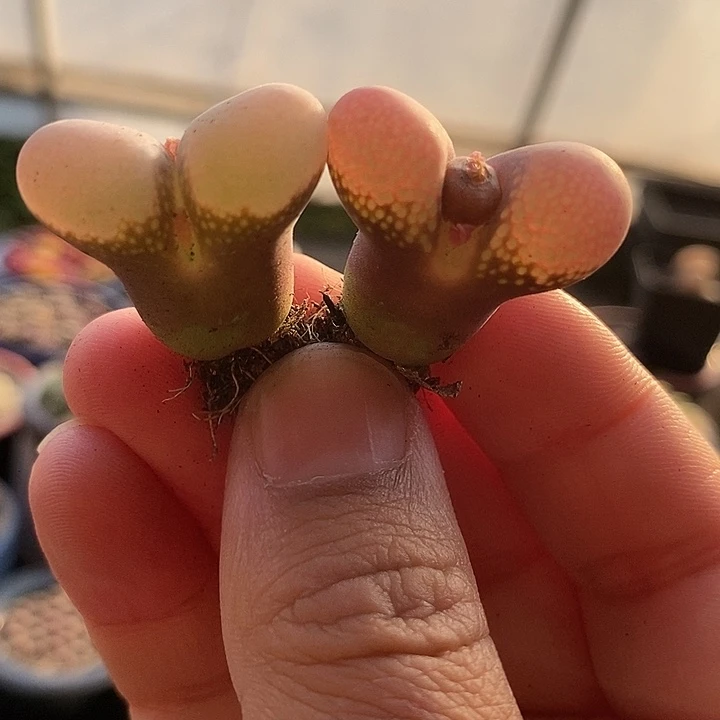 诺*17519一组两颗日本原株红风铃