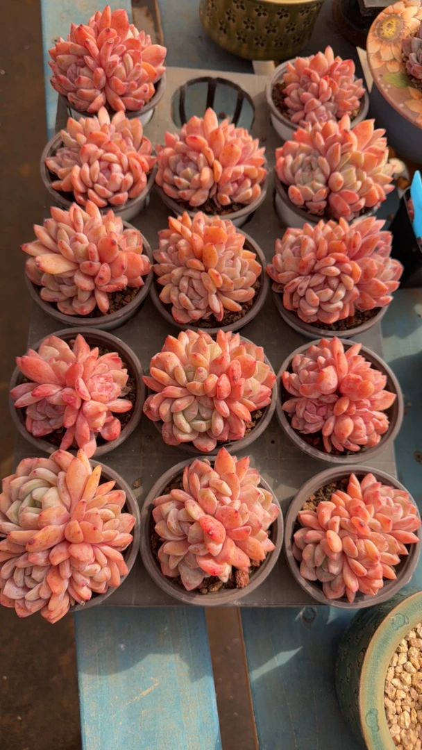 韩橙多肉盆栽群多肉一物一拍