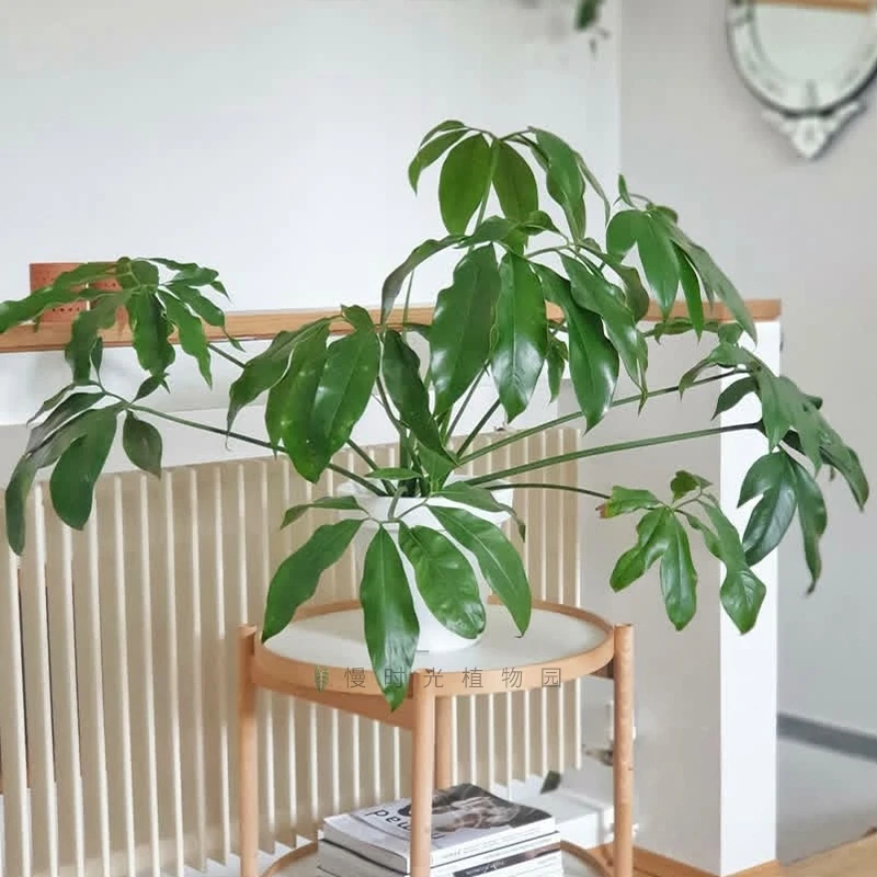 掌叶蔓绿绒印第安羽毛大叶伞室内办公室客厅好养绿植物盆栽北欧风