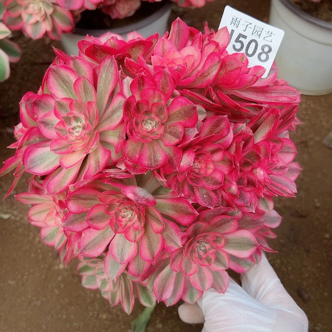 508倾城尺寸18左右