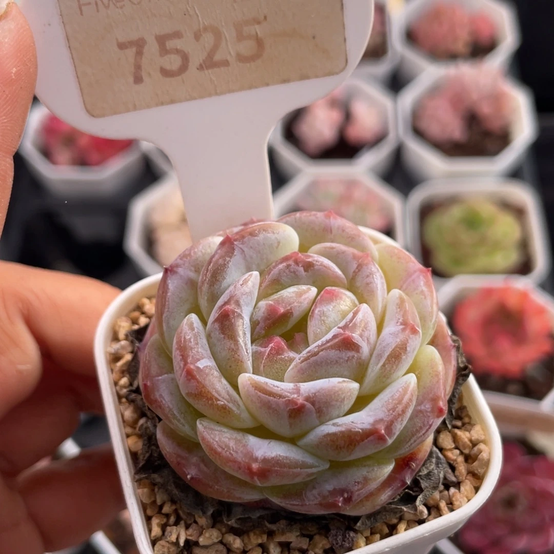 编号系列7525-4.5厘米