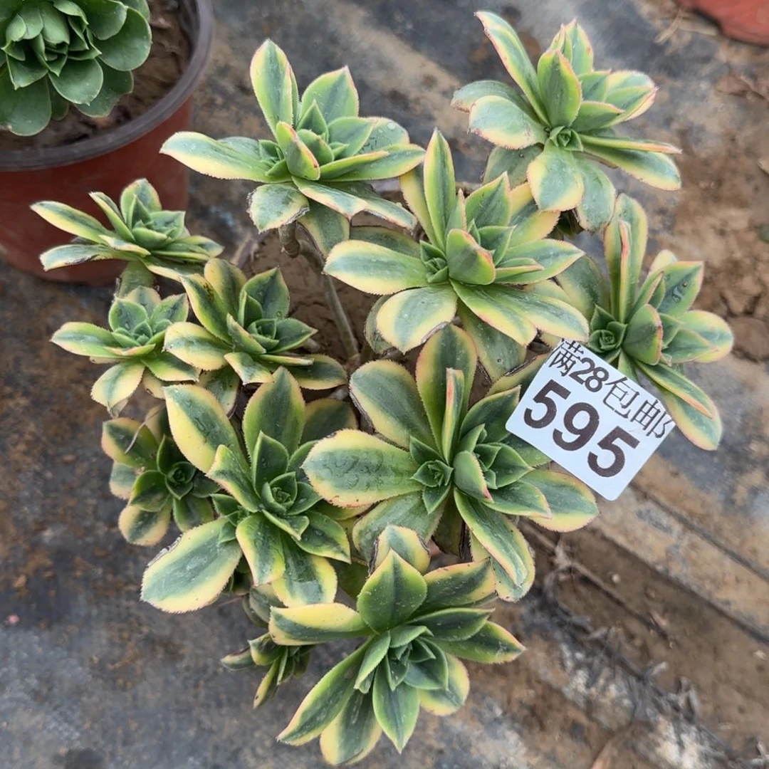 星爆多肉595满28包邮断枝不包瑕疵