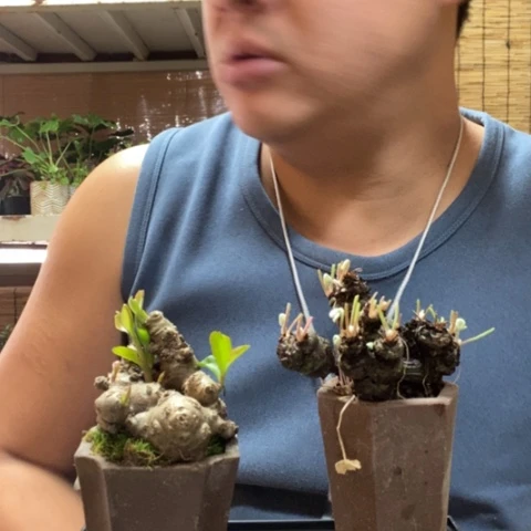 红陶露*一物一拍所见即所得9