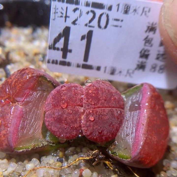 精品生石花220.41