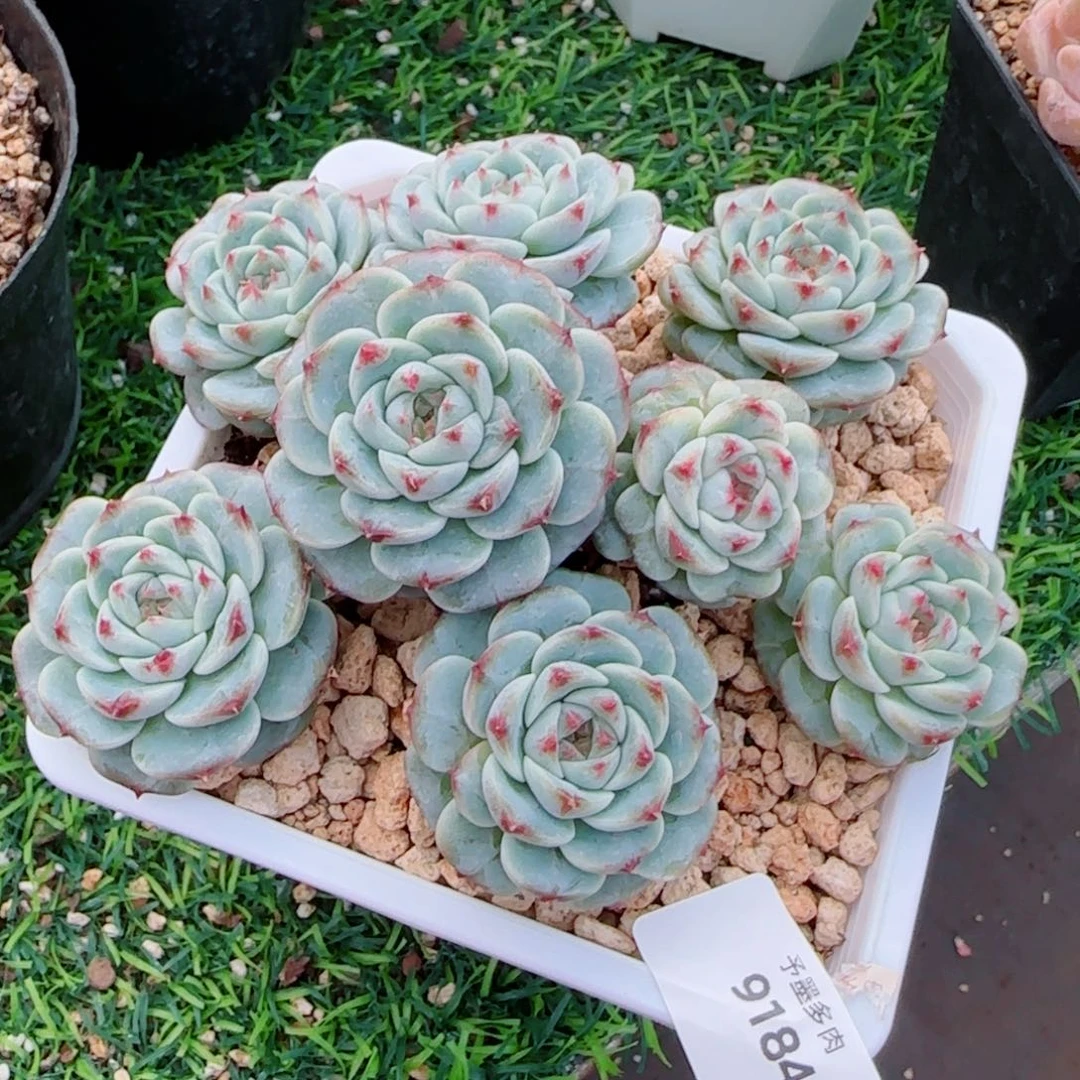 天鹅绒，9184多肉植物