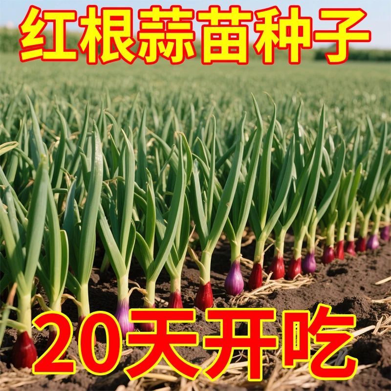 红根蒜苗种子四季宽叶蒜苗种大蒜种籽耐寒紫皮自种红皮大蒜苗种子