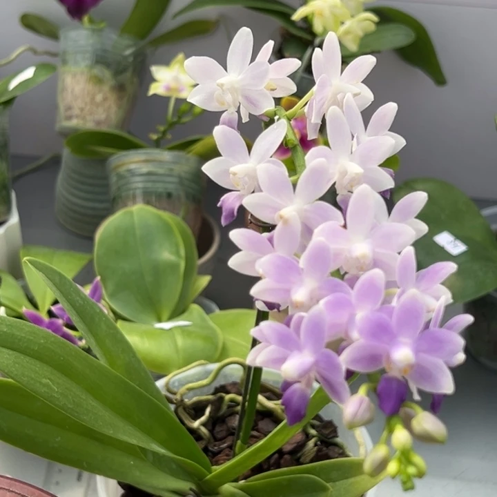 完全开放4.5寸杯蓝星 花开满枝